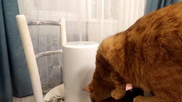 Маркус и увлажнитель😜