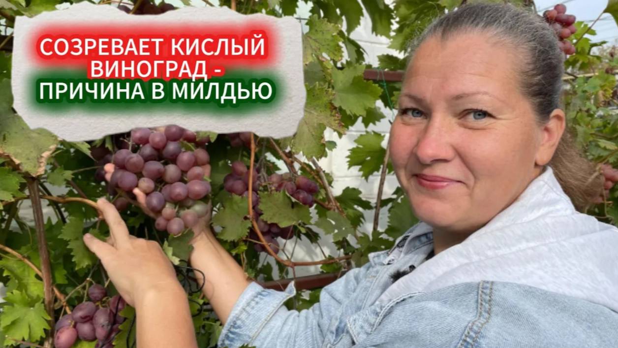 ЧАСТЫЕ БОЛЕЗНИ ВИНОГРАДА: МИЛДЬЮ (ЛОЖНАЯ МУЧНИСТАЯ РОСА) — КАК РАСПОЗНАТЬ И КАКИМ ПРЕПАРАТОМ ЛЕЧИТЬ