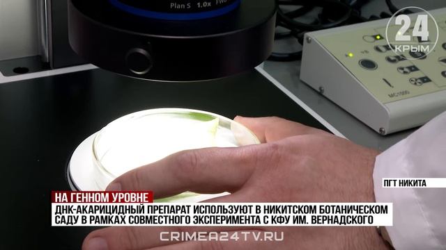 Препарат против паутинного клеща на основе природных веществ разработали крымские учёные