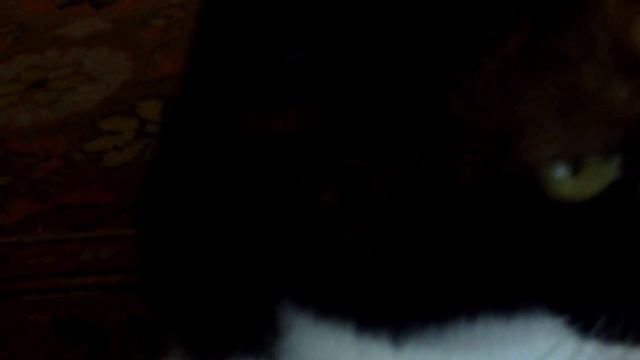 cat's eyes #sorts