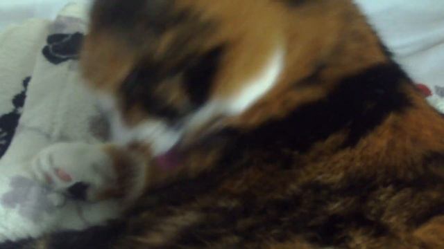 the cat is being cleaned #short