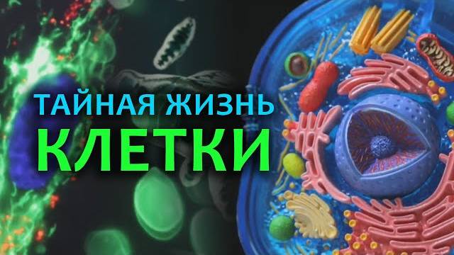 Тайна жизни клетки