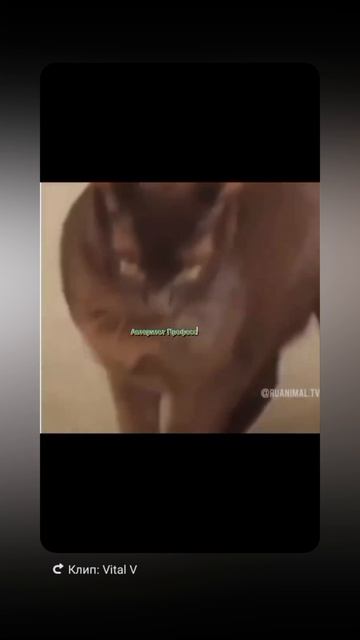 Задавил авторитетом