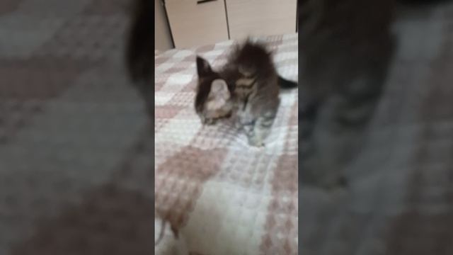 милашки