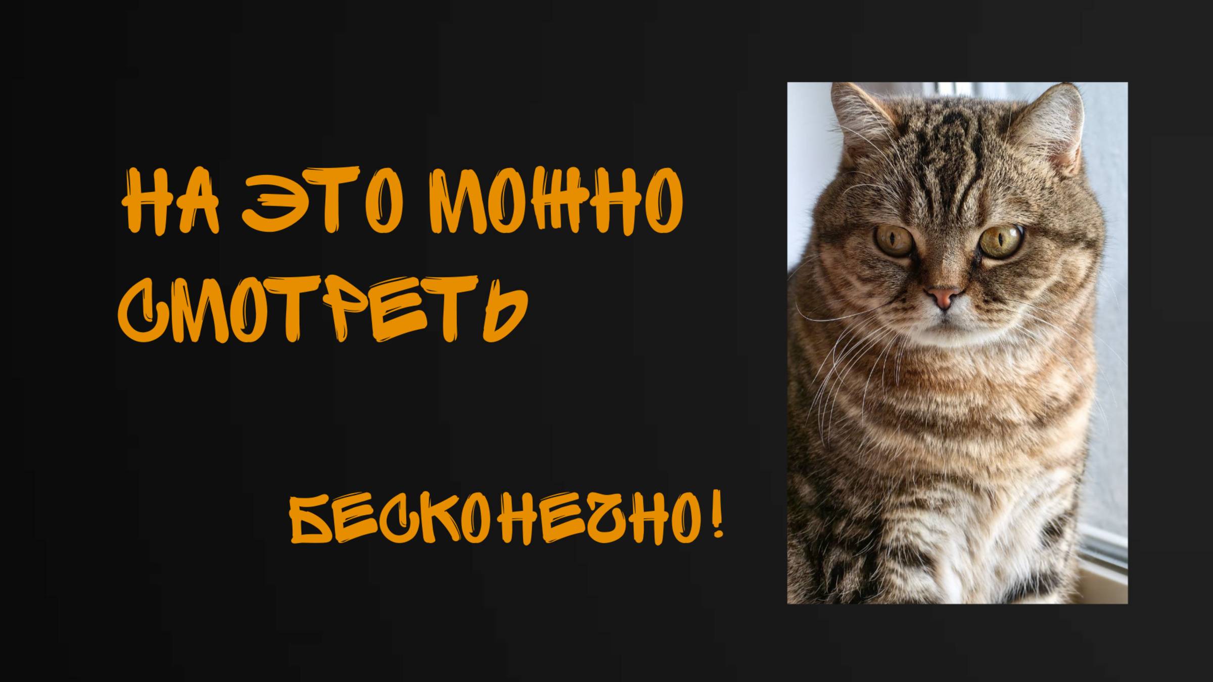 Бесконечно можно смотреть на огонь, воду и как КОТ ЧИСТИТ ЗУБЫ после шашлыка.