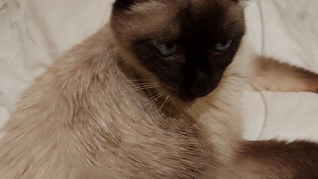 Креативный старый тайский кот (3)