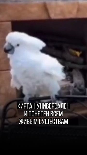 Поддерживаем вас Юмором каждый день!