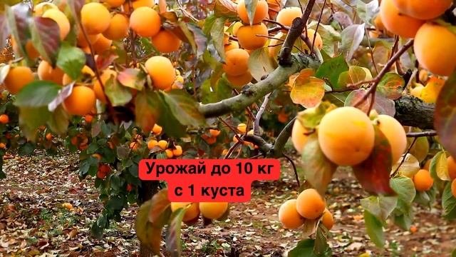 Саженцы Хурмы в Казахстане
