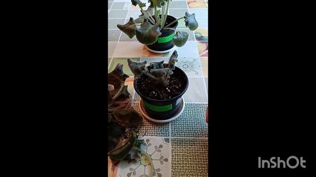 Спасаю "Сестру Королевы".У фиалки поникли листья