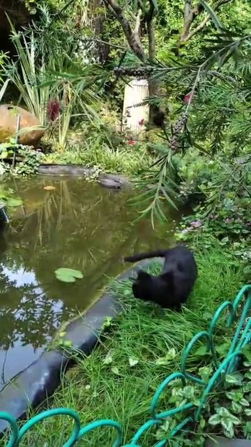Чёрный котик 🐈⬛