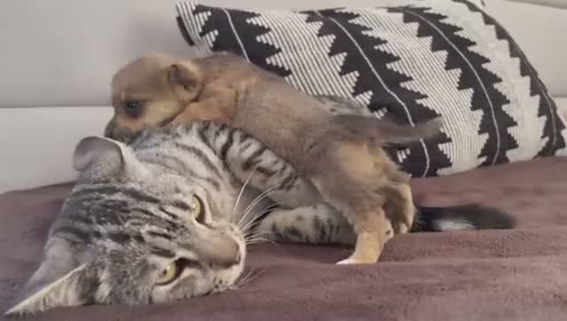 Хочу себе нервы, как у этого кота 😸