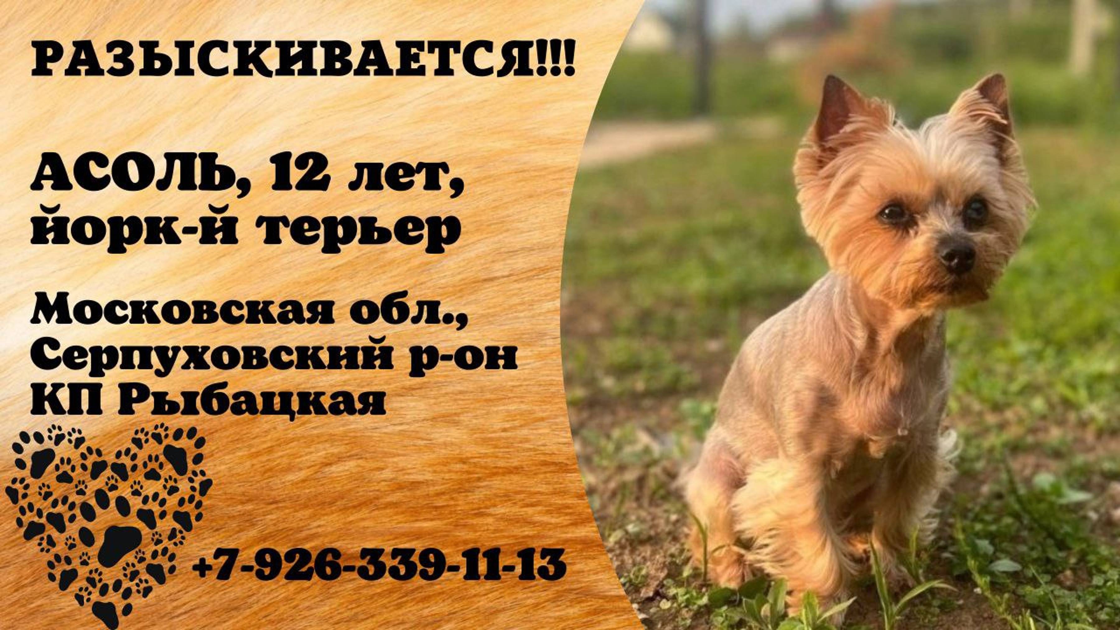 Пропала собака! АСОЛЬ. 12 лет. Йоркширский терьер. Московская обл, Серпуховский р-н, КП Рыбацкая