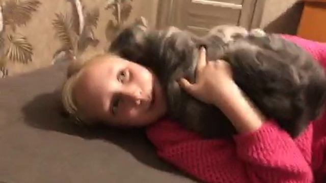 Царапанье плюс  гравитация  кошки