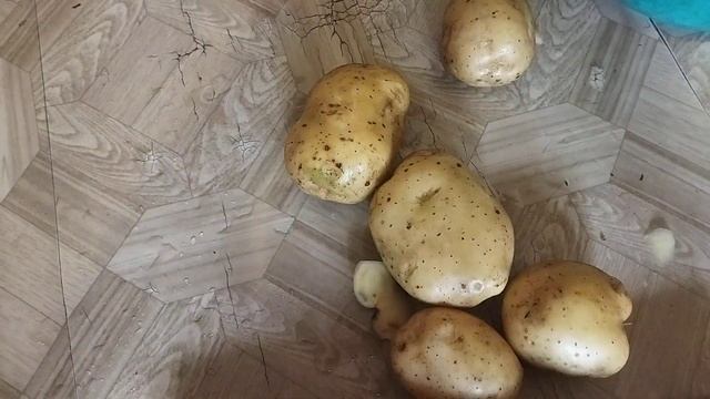 Картофель Ривьера. Очень крупный и урожайность отличн