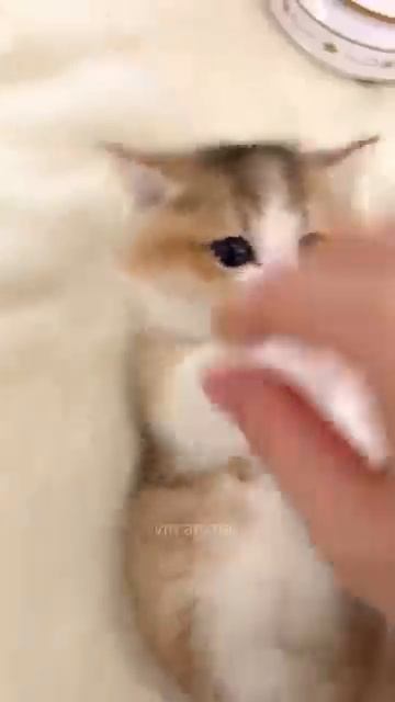 ❤️ cutest kitten ever! 💫💯