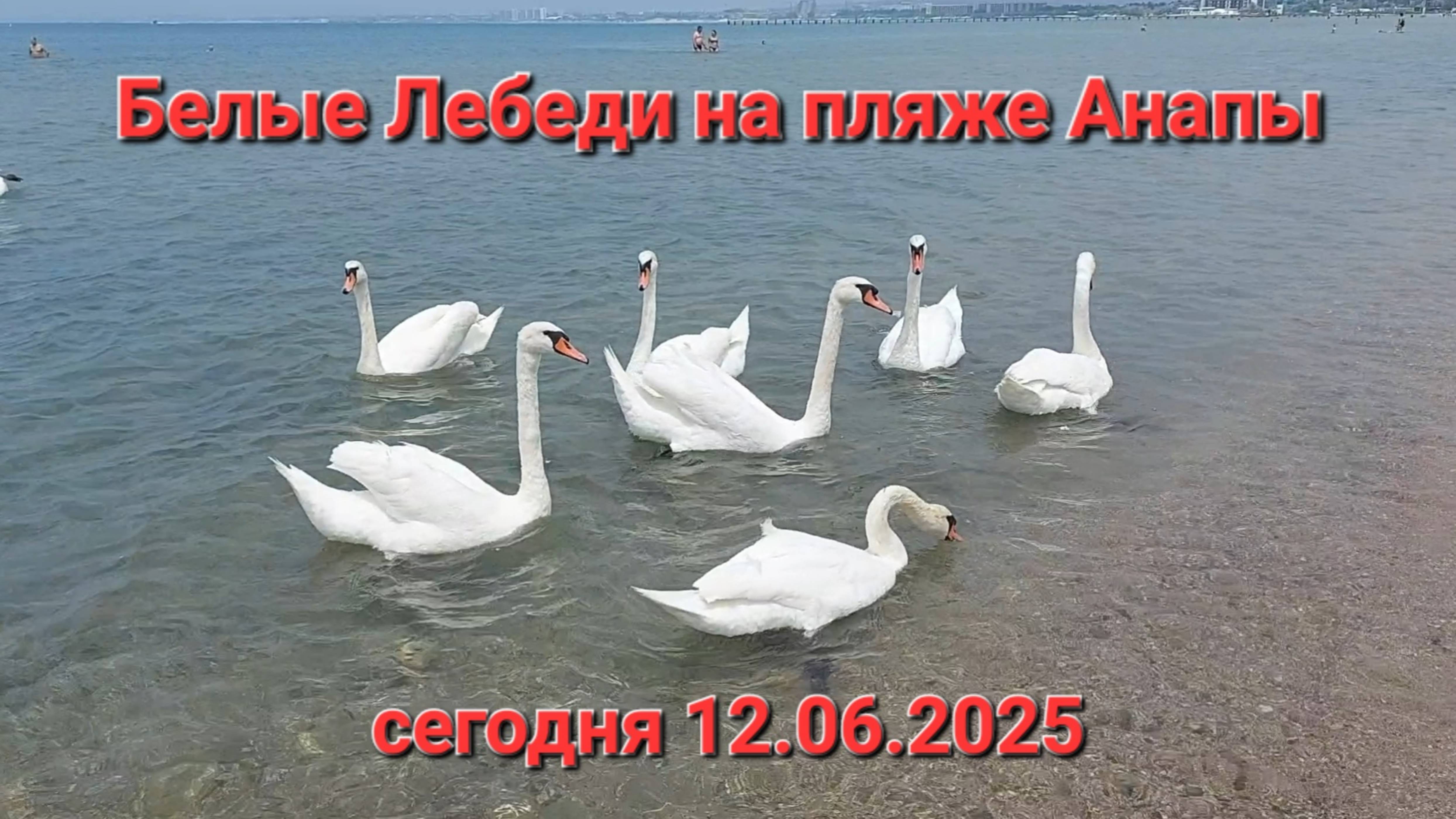 Белые Лебеди на пляже Анапы сегодня 12.06.2025.