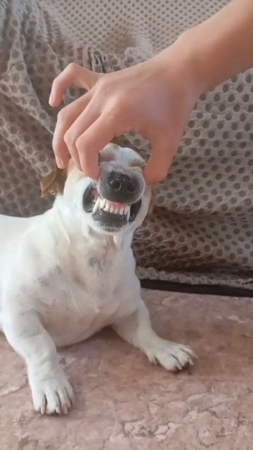пёс учиться выговаривать букву rrrr