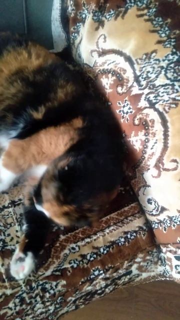 Cat #shorts