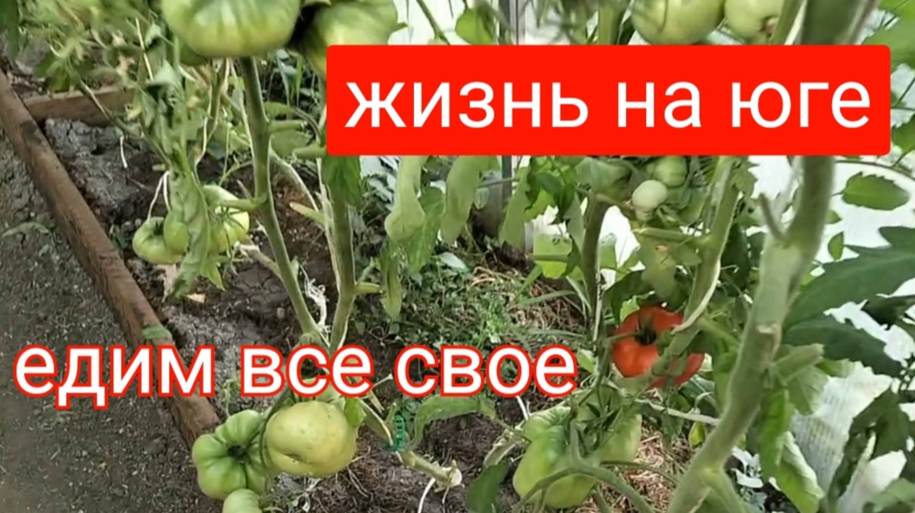 #37Навела чистоту в цветниках/Овощи на Кубани можно вырастить/Спеют томаты/Заготовила горох на зиму