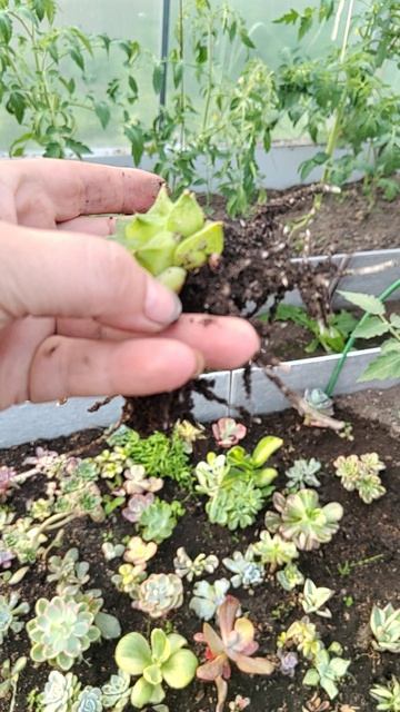VID_20250610_191615.mp4