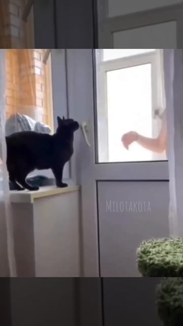 Друзья,любите своих котеек,а то ведь они могут и дверь не открыть 😘🐈😉