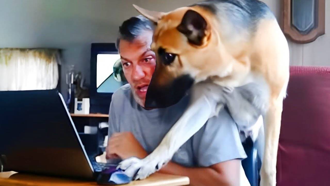 Без собаки не разберешься! 🐕 Самая смешная умная собака на свете