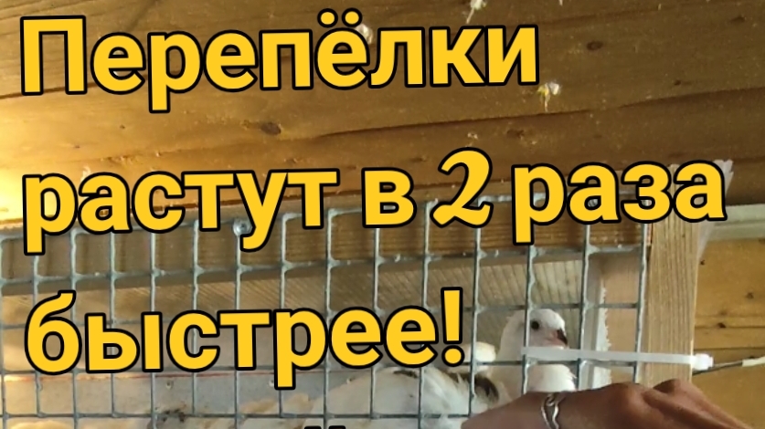 Перепёлки растут в 2 раза быстрее! Новый эксперимент – шокирующие результаты!