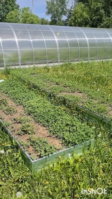 Мульчирование грядок