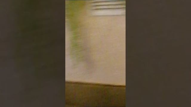 VID-20241101-WA0009.mp4