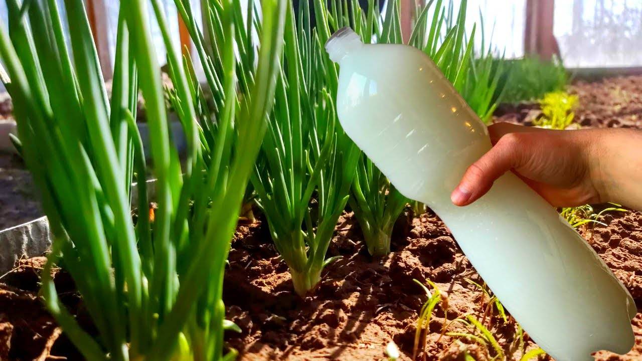 Луковая муха боится этого раствора! Получите красивый лук с помощью одной обработки!