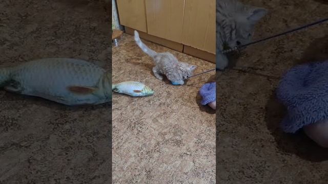 тёща играет с Рафом
