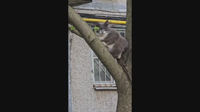 Местная банда котов оккупировала дерево и не желает слазить, что будет дальше смотрите далее