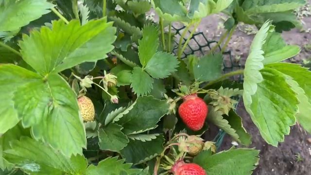 Клубника начала созревать 13 июня
