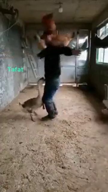 Просто радость!
