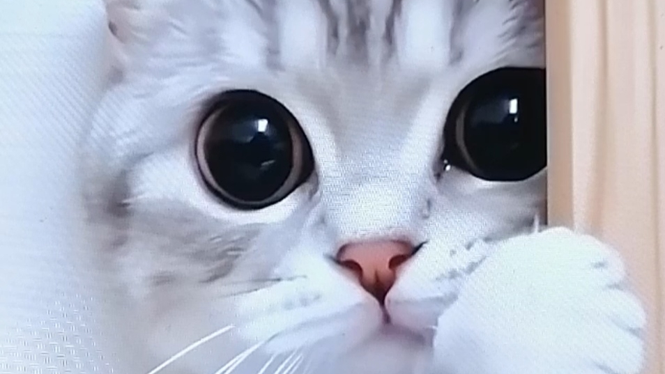 Котик