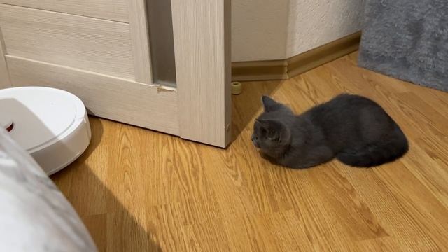 украл у меня шар этот новый пылесосина, не знаю как забрать