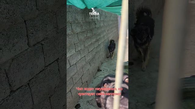 обзор на заболевших животных