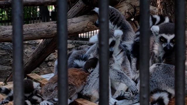 Новосибирский зоопарк летом