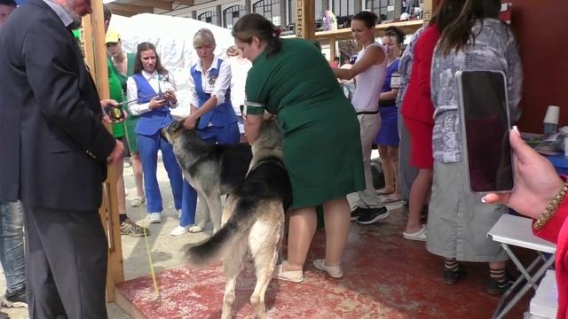 Шерстяной Зевс Громовержец