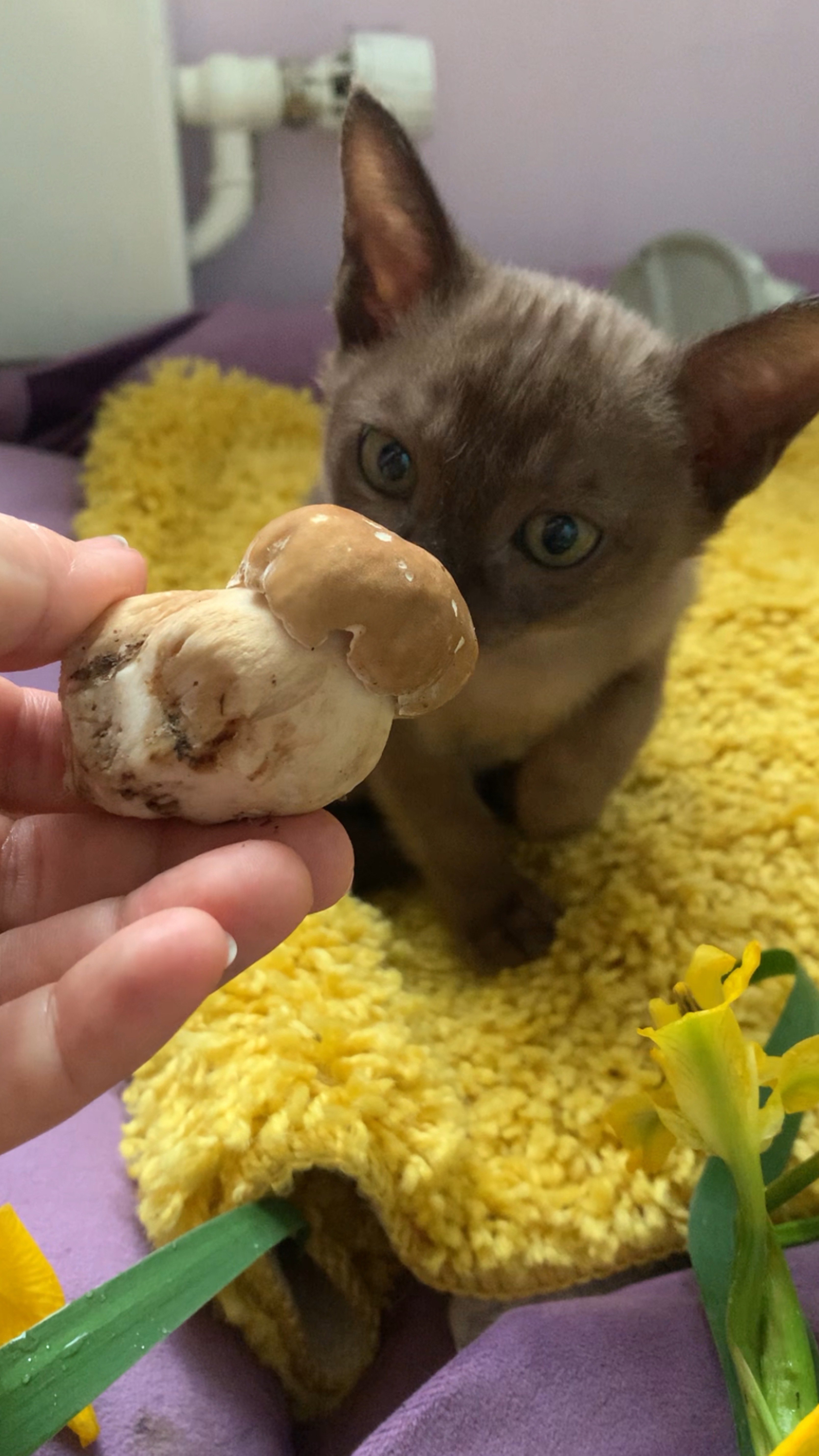 Бурманский котенок всегда рядом с человеком