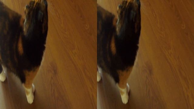 the cat is waiting (recording in 3D) #shorts