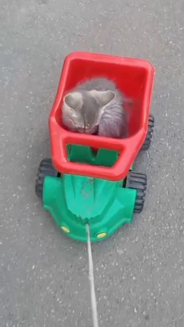 Кошачье такси