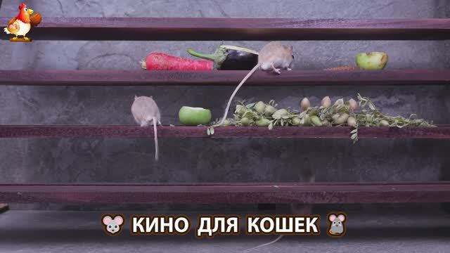 Видео для кошек про крысок развлекать питомцев 🐭🐀😂 (160)