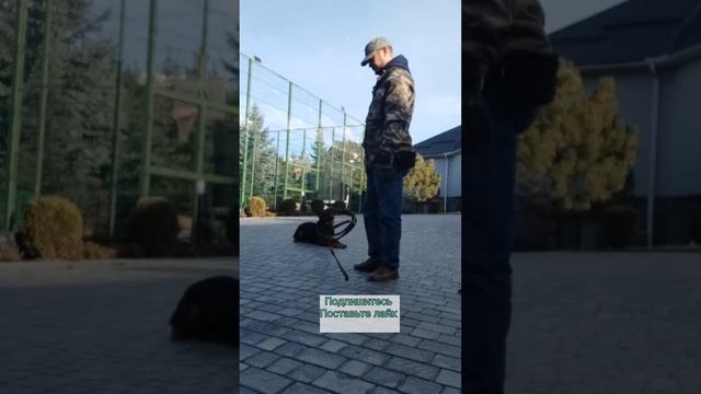 Ротвейлер проверка