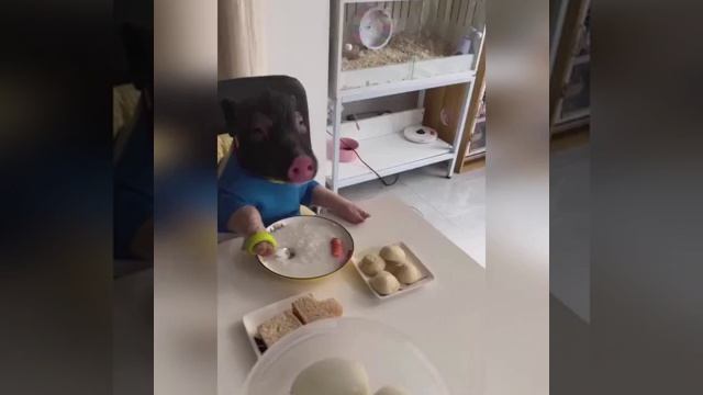Решили завести поросёнка