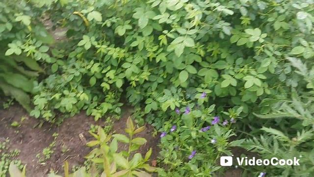 На нашем участке зацветают мои любимые маки❤️🌸