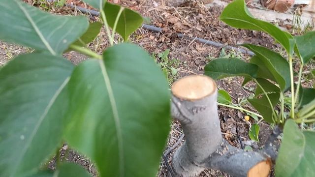 Как перепрививкой создать новый образ дерева и винограда за один сезон. Мой принцип.