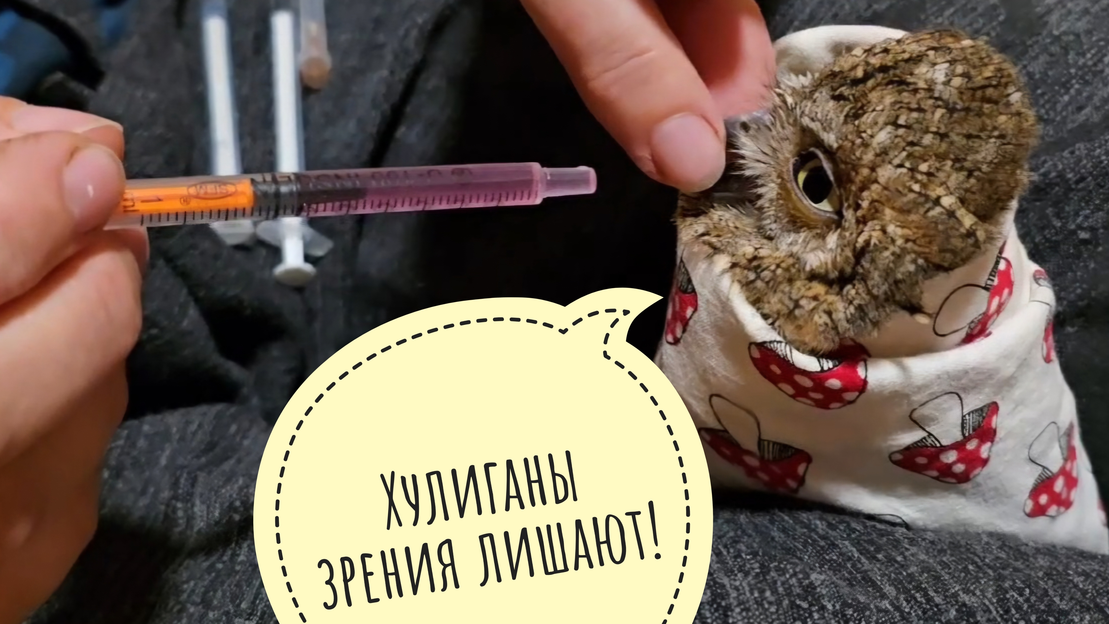 Даю лекарства маленькой сове сплюшке Калинке. И так по три раза в день