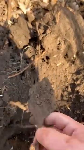 В ямке оказалось ,что то интересное. Лесная находка с Деусом #видео #metaldetecting #история #лес