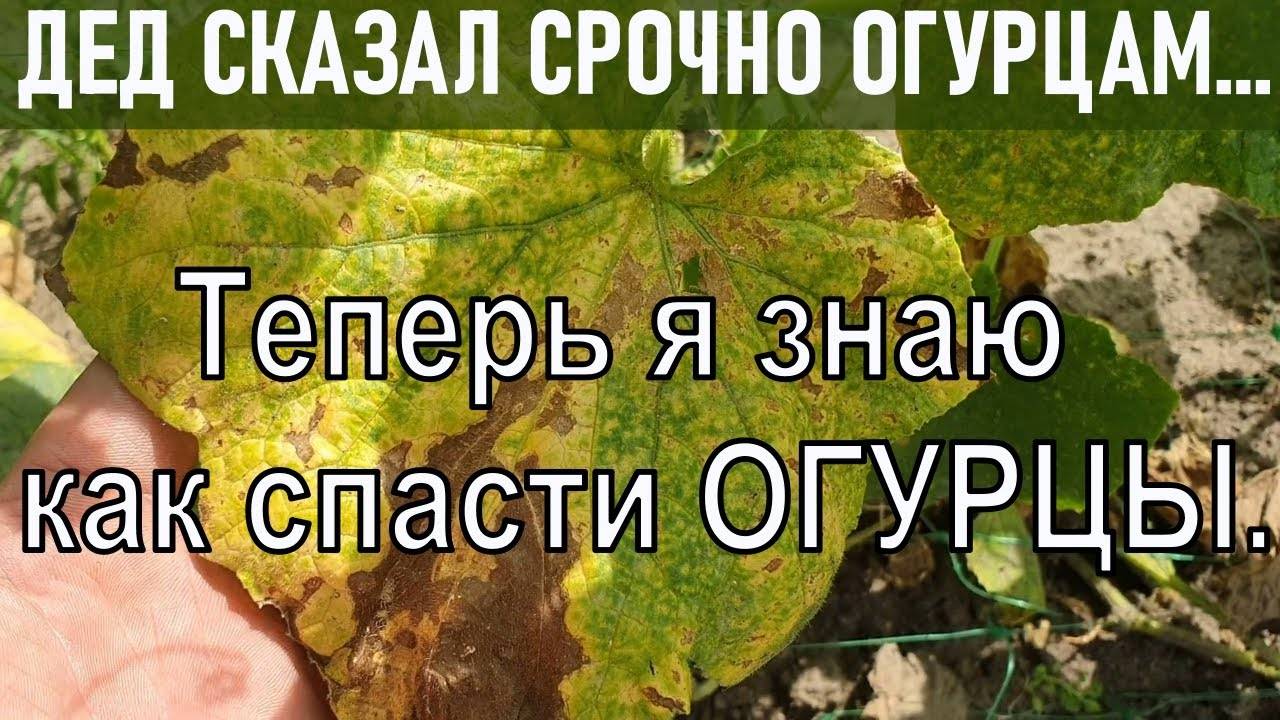 ЖЕЛТЕЮТ ОГУРЦЫ! Как это ОСТАНОВИТЬ!